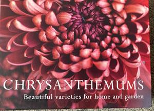 Chrysanthemums